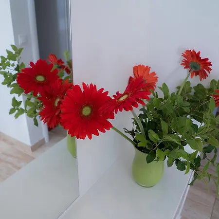 Ruzica Apartman *